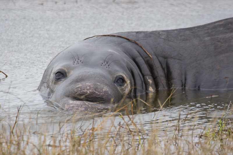 Northern Elephant Seal